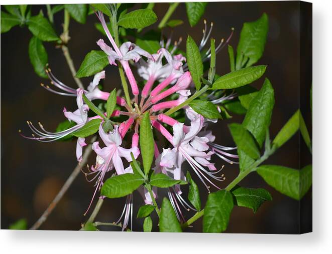 Pink Canvas Print featuring the photograph Flower Wheel by Tara Potts