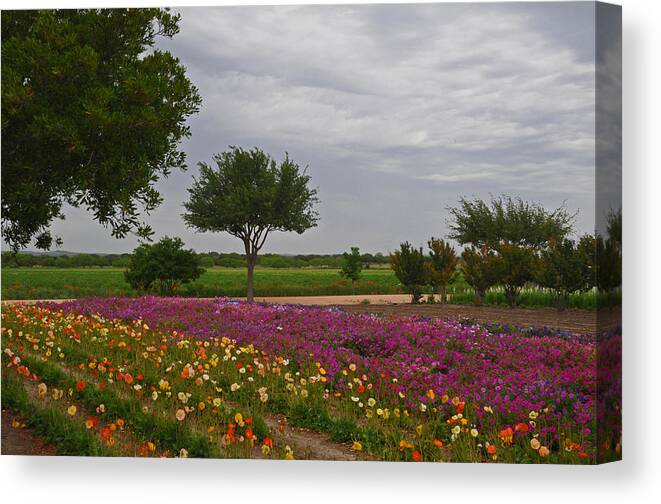 Wildflowers Canvas Print featuring the photograph Flowers at Wildseed Farms by Lynn Bauer