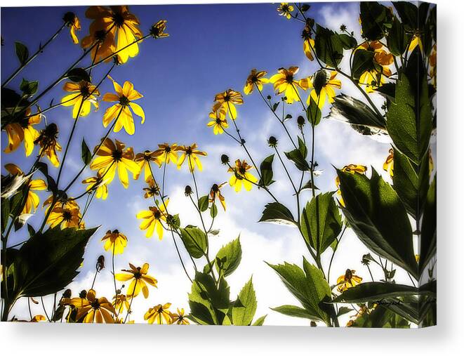 Color Canvas Print featuring the photograph Flowers in the Sun -2 by Alan Hausenflock