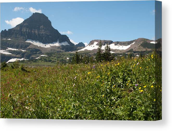 Wildflowers Canvas Print featuring the photograph Flowers on Logan Pass by Bruce Gourley