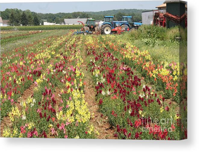 Flowers Canvas Print featuring the photograph Flowers on the farm-1 by Steven Spak