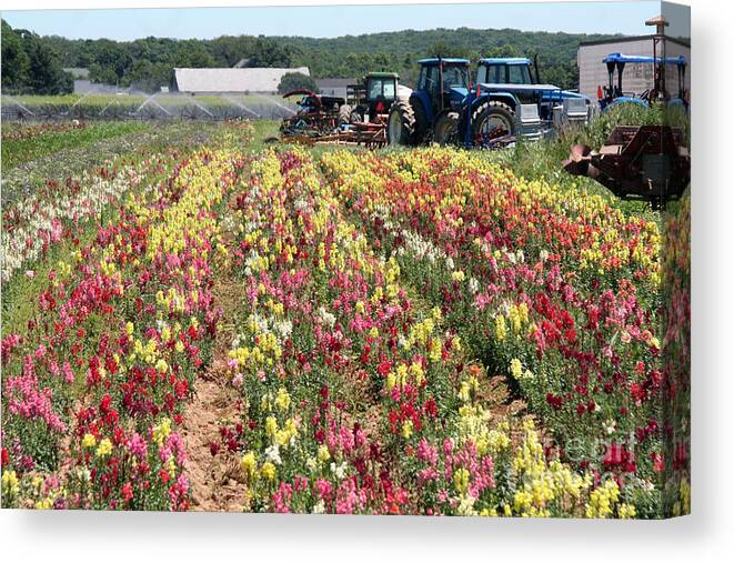 Flowers Canvas Print featuring the photograph Flowers on the farm-2 by Steven Spak