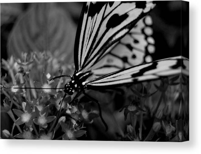 Butterfly Canvas Print featuring the photograph Flutter by Maddy Wagar