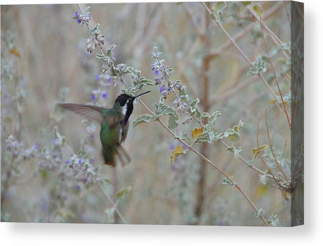 Hummers Canvas Print featuring the photograph Flying Costas by Lynn Bauer