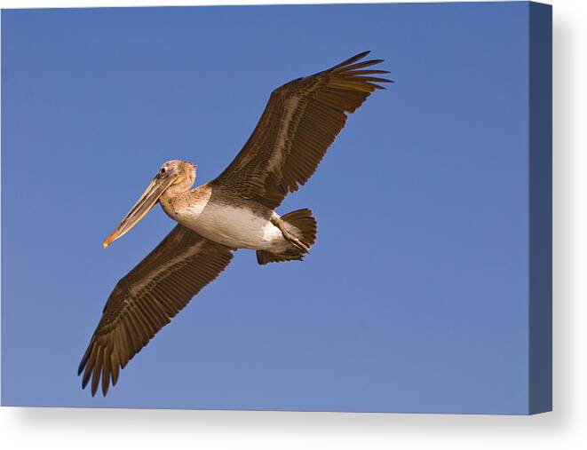 Pelican Canvas Print featuring the photograph Flying High by Paul Johnson