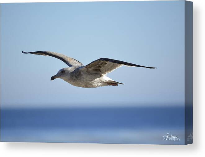 Flying Canvas Print featuring the photograph Flying by Jody Lane