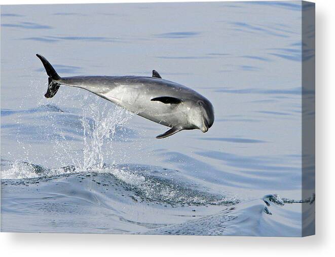 Bottlenose Dolphin Canvas Print featuring the photograph Flying Sideways by Shoal Hollingsworth