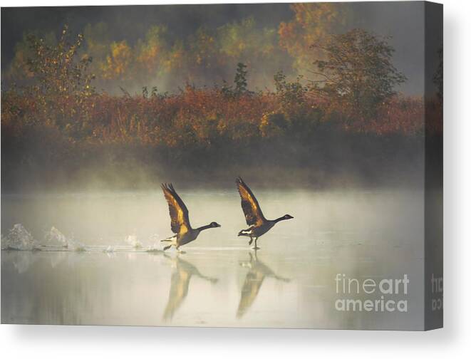 Canada Geese Canvas Print featuring the photograph Foggy Autumn Morning by Elizabeth Winter
