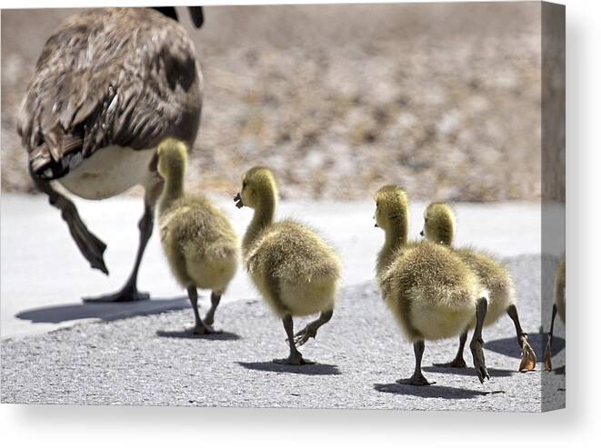 Geese Canvas Print featuring the photograph Following Mom Home by Sue Cullumber