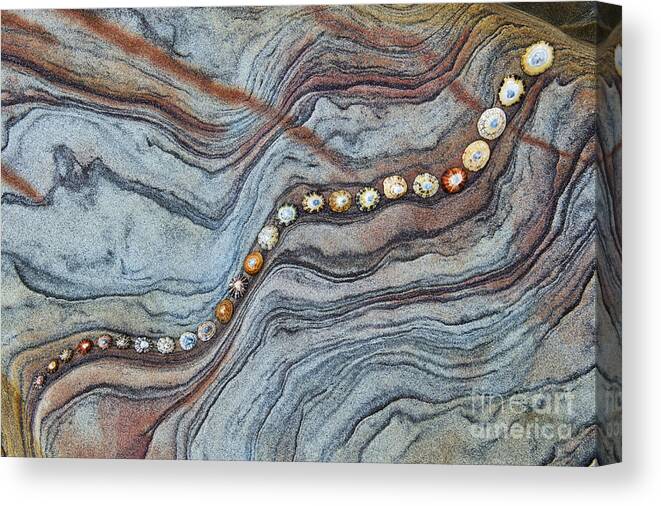 Limpet Canvas Print featuring the photograph Following the Lines by Tim Gainey