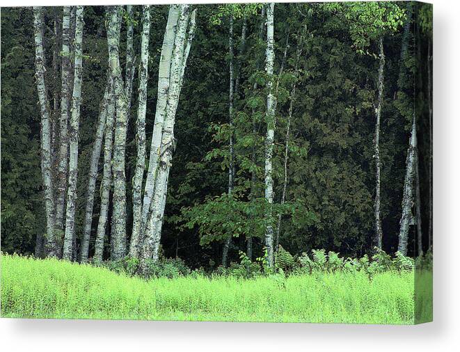Forest Canvas Print featuring the photograph Forest and Ferns by Laura Tucker