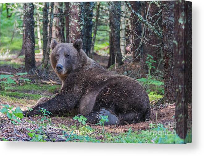 Bear Canvas Print featuring the photograph Forest Bear by Chris Scroggins