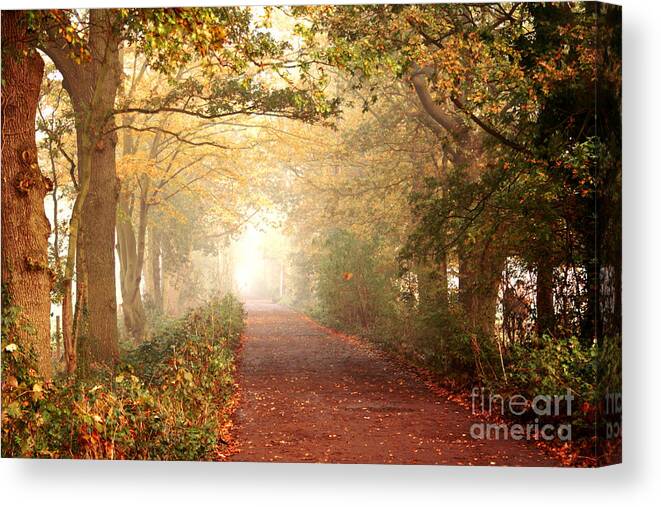 Forest Canvas Print featuring the photograph Forest Colors by Boon Mee