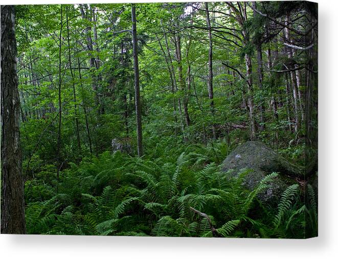 Landscape Canvas Print featuring the photograph Forest Green by Greg DeBeck