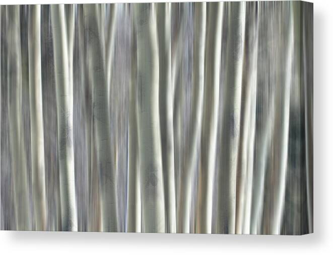 Forest Canvas Print featuring the photograph Forest of Dreams by James BO Insogna