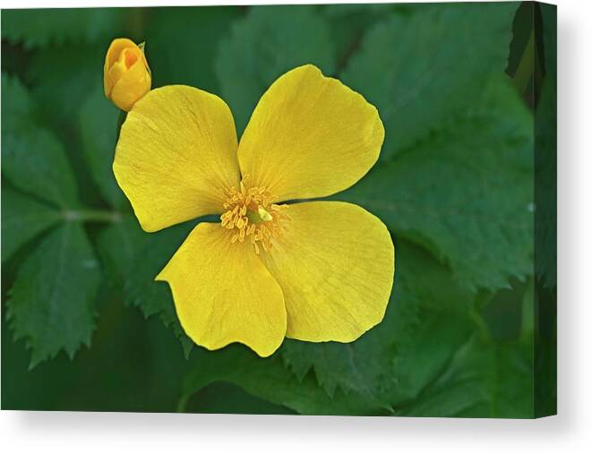 Forest Poppy Canvas Print featuring the photograph Forest Poppy (hylomecon Vernalis) by Dr. Nick Kurzenko/science Photo Library