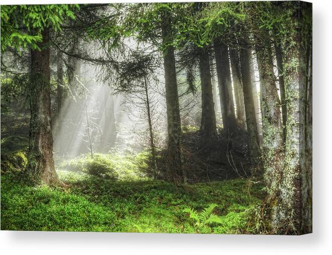 Scenics Canvas Print featuring the photograph Forest Sunbeam by Davelongmedia