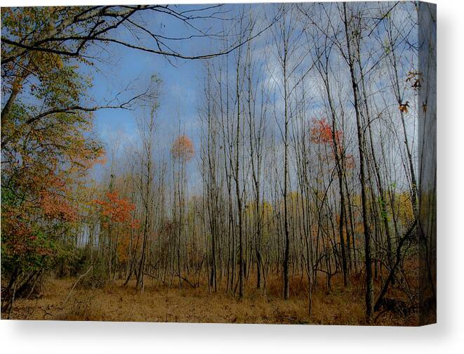 Brian Hewitt Canvas Print featuring the photograph Forest Through the Trees v1 by Brian Hewitt