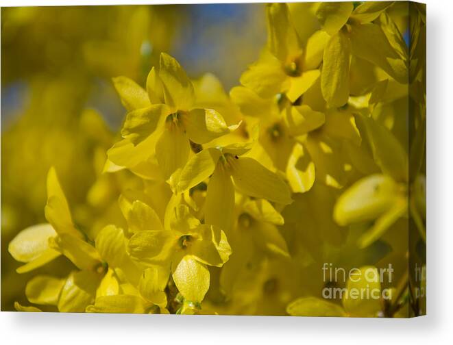 Forsythia Canvas Print featuring the photograph Forsythia by Laurel Best
