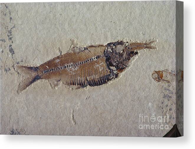 Fish Fossil Canvas Print featuring the photograph Fossil Fish by James L Amos
