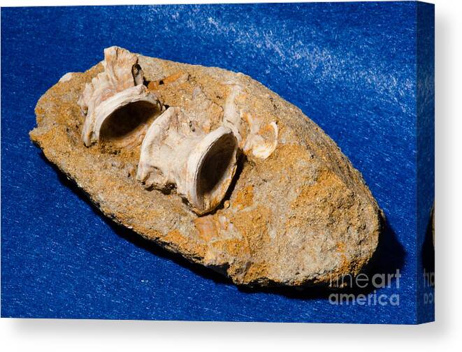 Animal Canvas Print featuring the photograph Fossil Fish Vertebrae In Rock by Millard H. Sharp