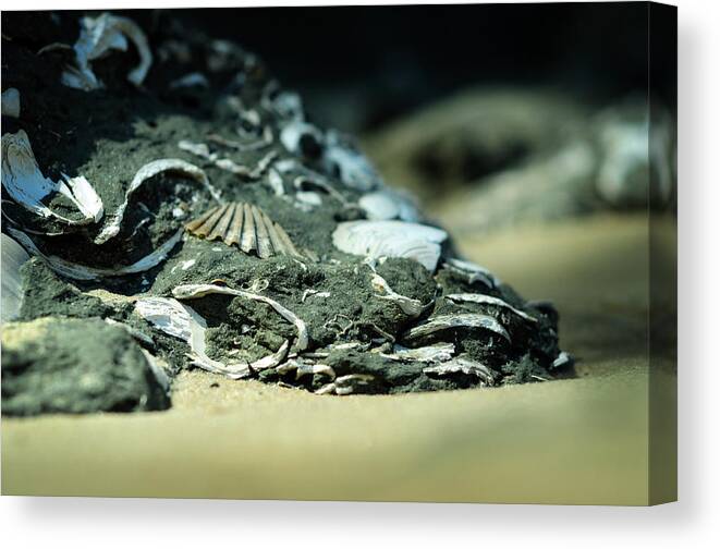 Miocene Canvas Print featuring the photograph Fossil Fragments by Rebecca Sherman