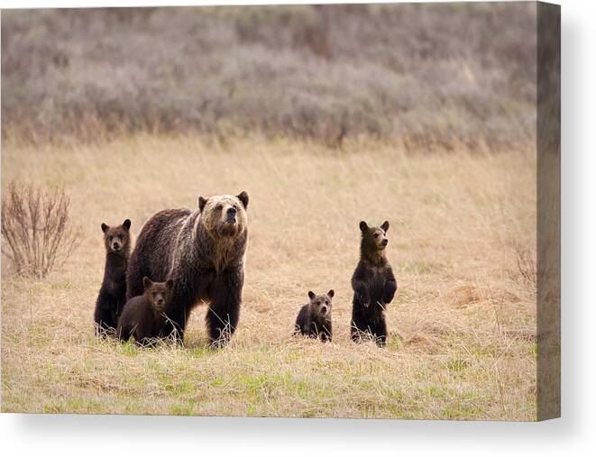 Grizzly Bears Canvas Print featuring the photograph Four by Aaron Whittemore