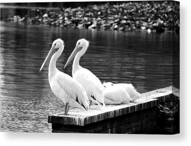 White Pelicans Canvas Print featuring the photograph Four in a Row 2 by Laurie Perry