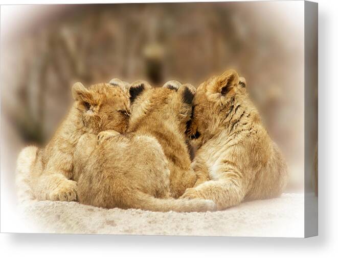Lion Canvas Print featuring the photograph Four-leaf Clover by Christine Sponchia