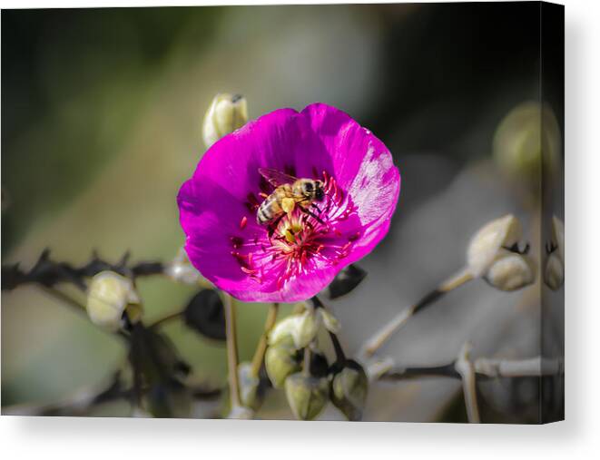 Bee Canvas Print featuring the digital art Fower and Bee by Photographic Art by Russel Ray Photos