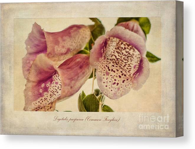 Foxglove Painting Canvas Print featuring the painting Foxglove Textures by John Edwards