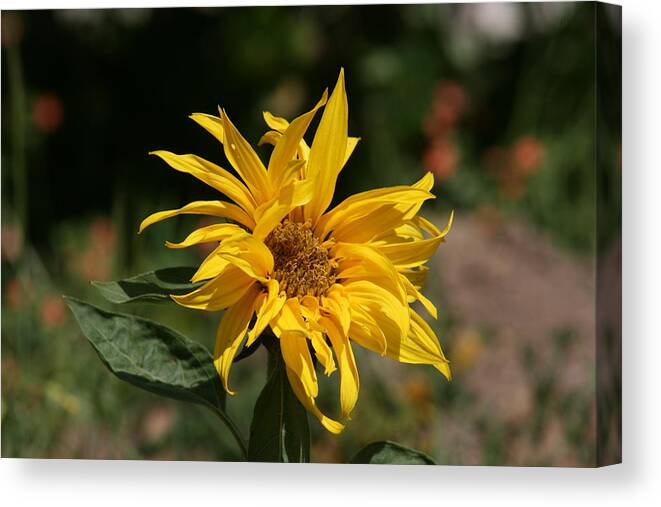 Sunflower Canvas Print featuring the photograph Frail Sunflower by Cynthia Marcopulos