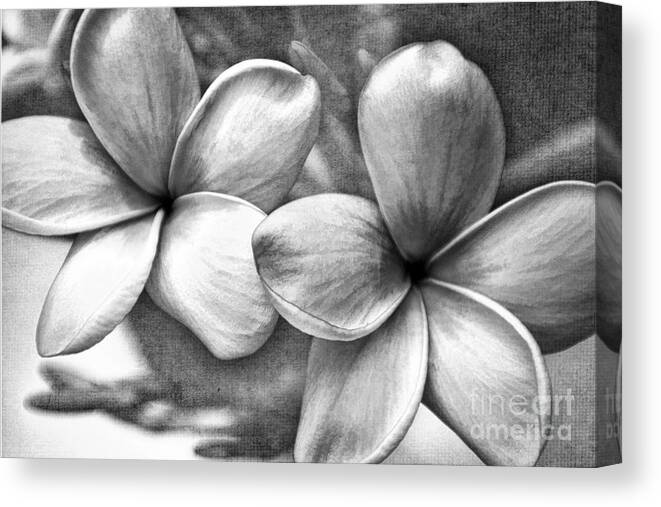Monochrome Canvas Print featuring the photograph Frangipani In Black And White by Peggy Hughes