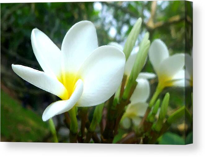 Frangipani Or Temple Tree Canvas Print featuring the painting Frangipani or Temple tree by Jeelan Clark