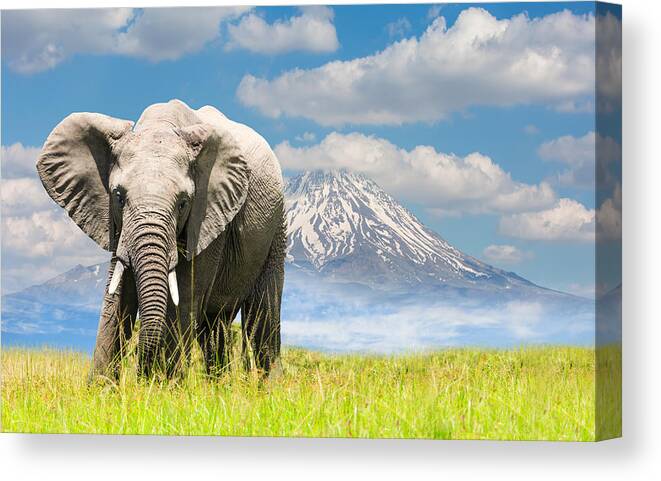 Kenya Canvas Print featuring the photograph Free African Elephant and mountain by 1001slide