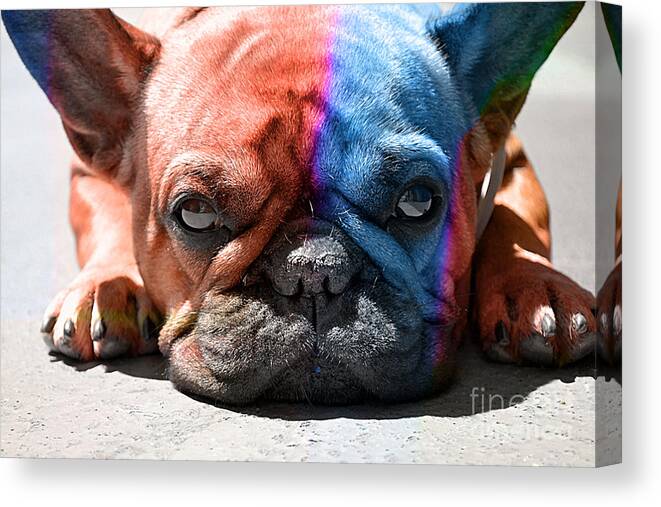 French Bulldog Canvas Print featuring the mixed media French Bulldog by Marvin Blaine