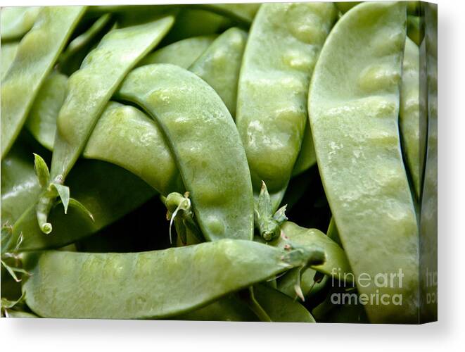 Peas Canvas Print featuring the photograph Fresh Picked Peas by Cheryl Baxter