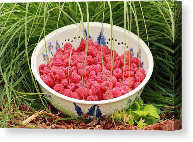 Red Canvas Print featuring the photograph Fresh-Picked Raspberries by E Faithe Lester