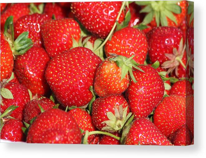 Strawberries Canvas Print featuring the photograph Fresh Picked Strawberries by Vadim Levin