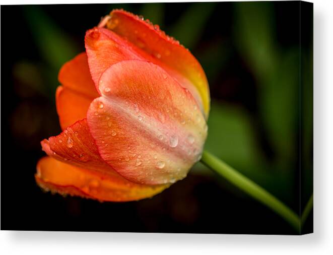 Tulip Canvas Print featuring the photograph Fresh by Sara Frank