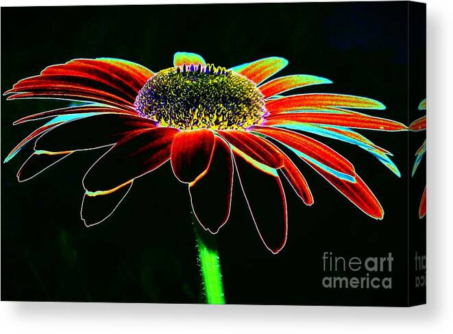 Daisy Canvas Print featuring the photograph Friday Night Daisy by Jacqueline McReynolds