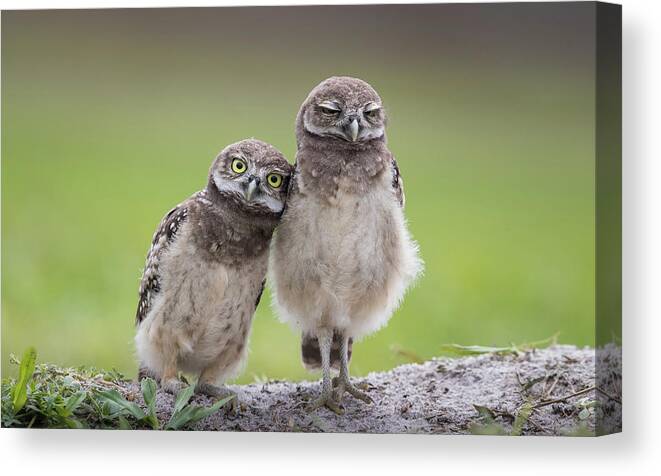 Wildlife Canvas Print featuring the photograph Friends by Greg Barsh