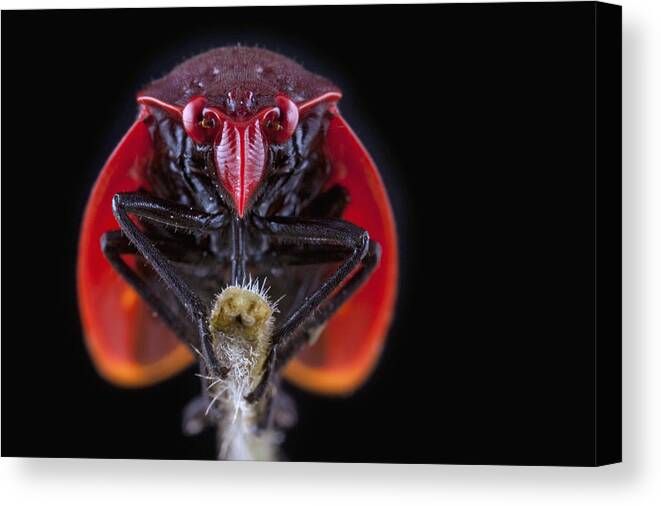 Feb0514 Canvas Print featuring the photograph Froghopper Costa Rica by Piotr Naskrecki