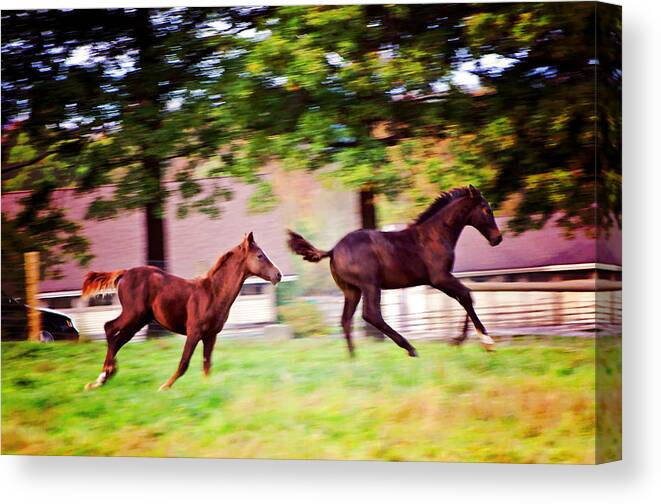 Animals Canvas Print featuring the photograph Frolicking Friends by Donna Doherty