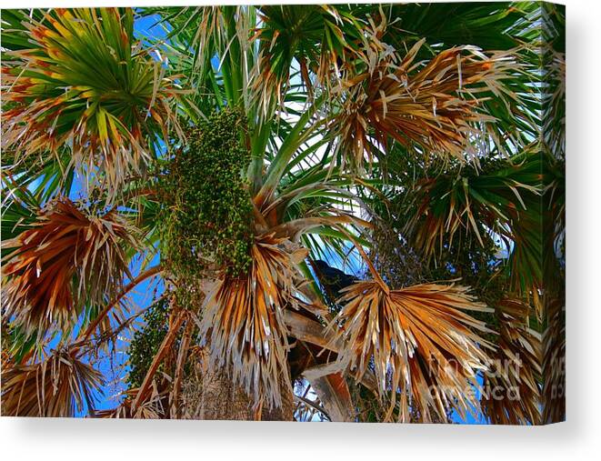 Palm Tree Canvas Print featuring the photograph Frons and Feathers by Jeanne Forsythe