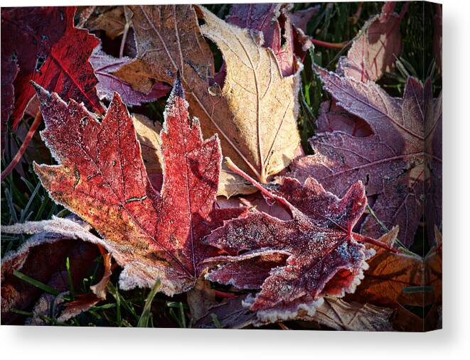 Leaves Canvas Print featuring the photograph Frosted Leaves #2 by Nikolyn McDonald