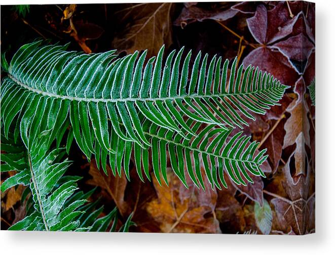 Frost Canvas Print featuring the photograph Frosty Ferns by Roxy Hurtubise
