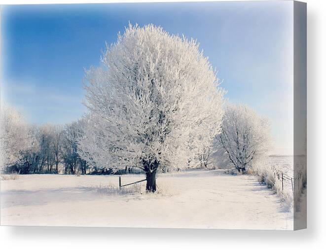 Tree Canvas Print featuring the photograph Frosty Glow by Julie Hamilton