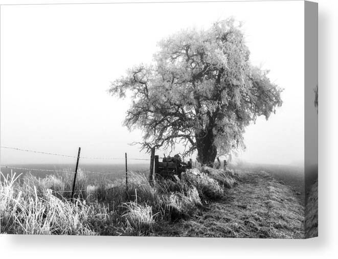 Frozen By Fog Canvas Print featuring the photograph Frozen By Fog by Wes and Dotty Weber