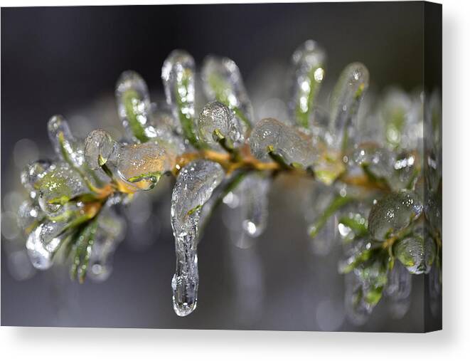Yew Canvas Print featuring the photograph Frozen Yew by Eunice Gibb
